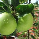 Vinagre de manzana