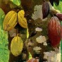 Cacao