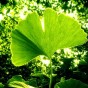 Ginkgo biloba