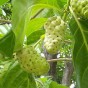 Noni