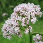 Valeriana