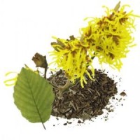 Hamamelis, Hojas. Eco