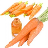 Aceite De Zanahoria (extracto Oleoso)