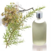 Esencia Aromática De Romero.