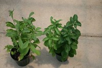 D&oacute;nde Comprar Stevia En M&eacute;xico