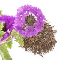 Verbena (planta Cortada),
