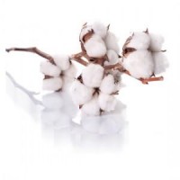 Esencia Arom&aacute;tica De Cotonet Para Mikados, 250 Ml.