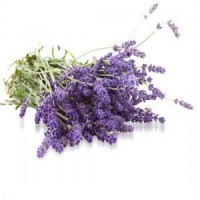 Esencia Arom&aacute;tica De Lavanda Para Mikados, 250 Ml.